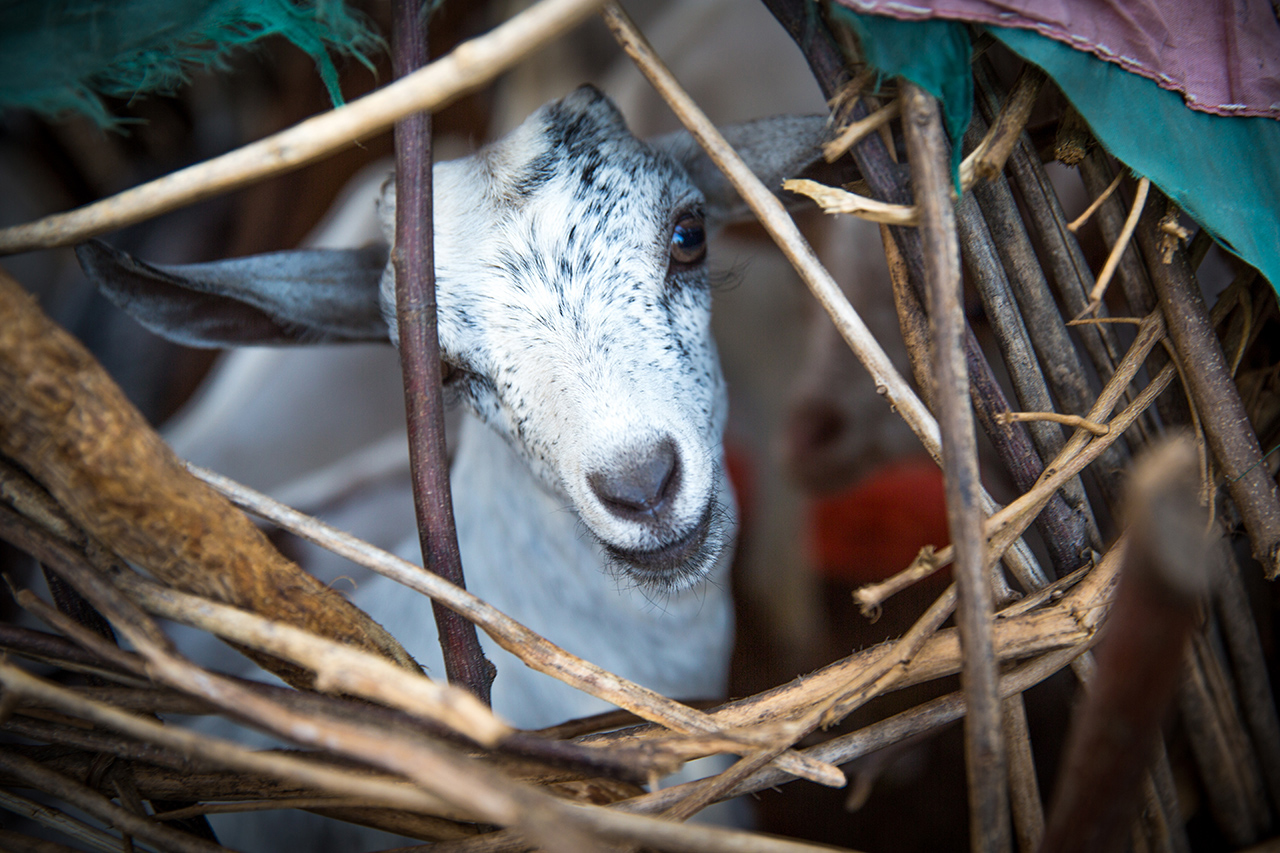 Baby goats, kids, spend the first few weeks of their lives in these sphere-shaped straw huts to protect them from other wild animals eating them. 