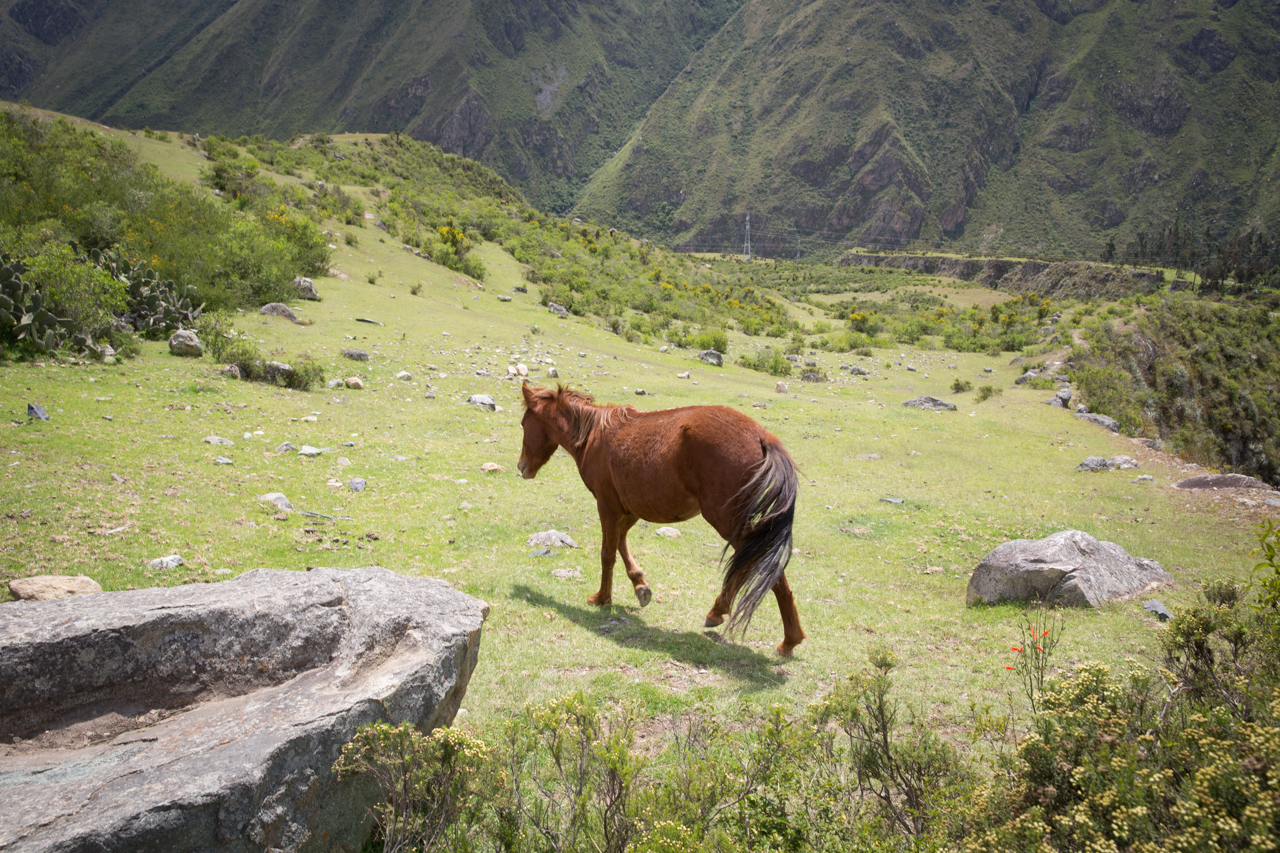 Inca Day 1-0488