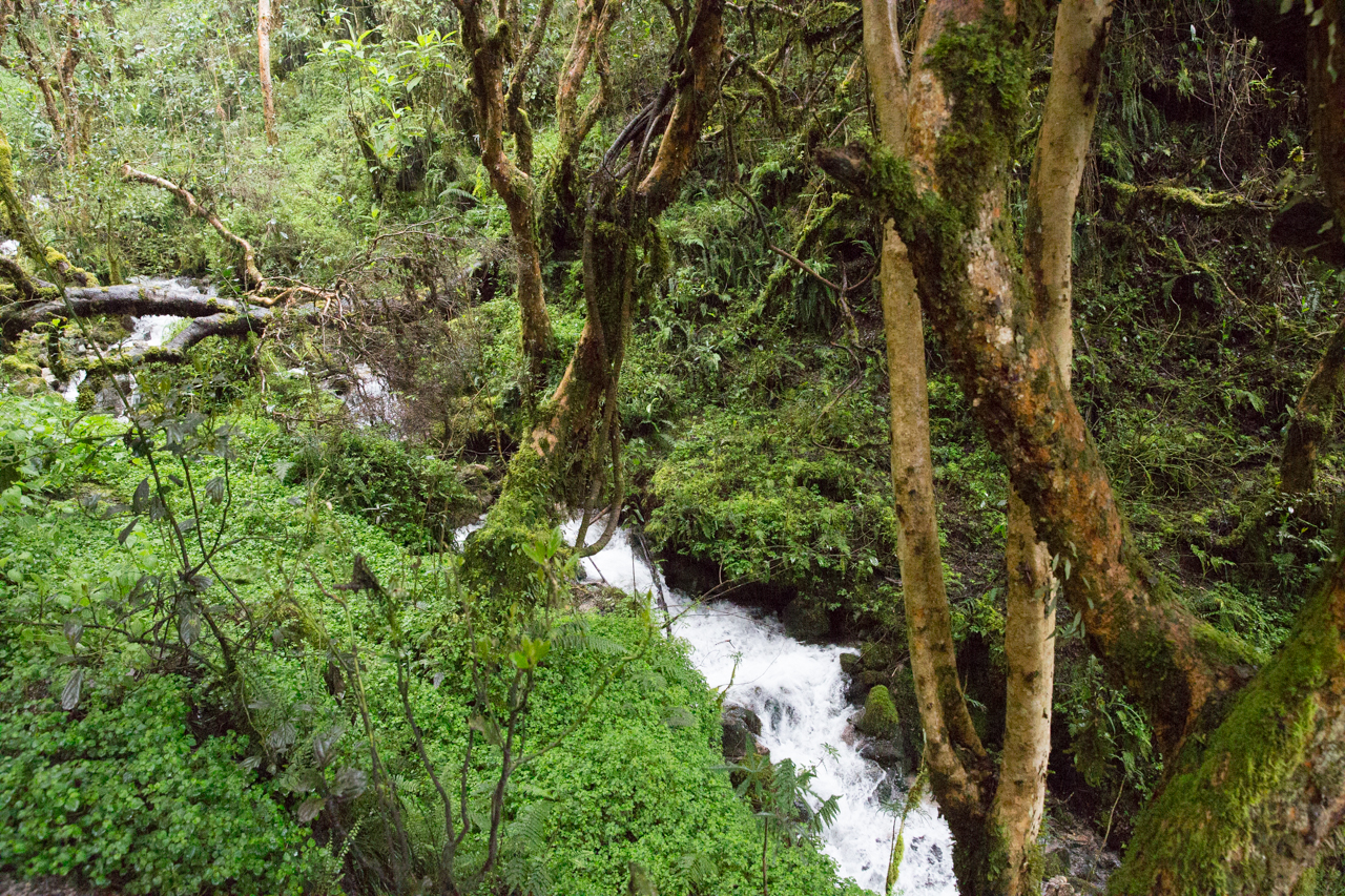 Inca Day 2-0646