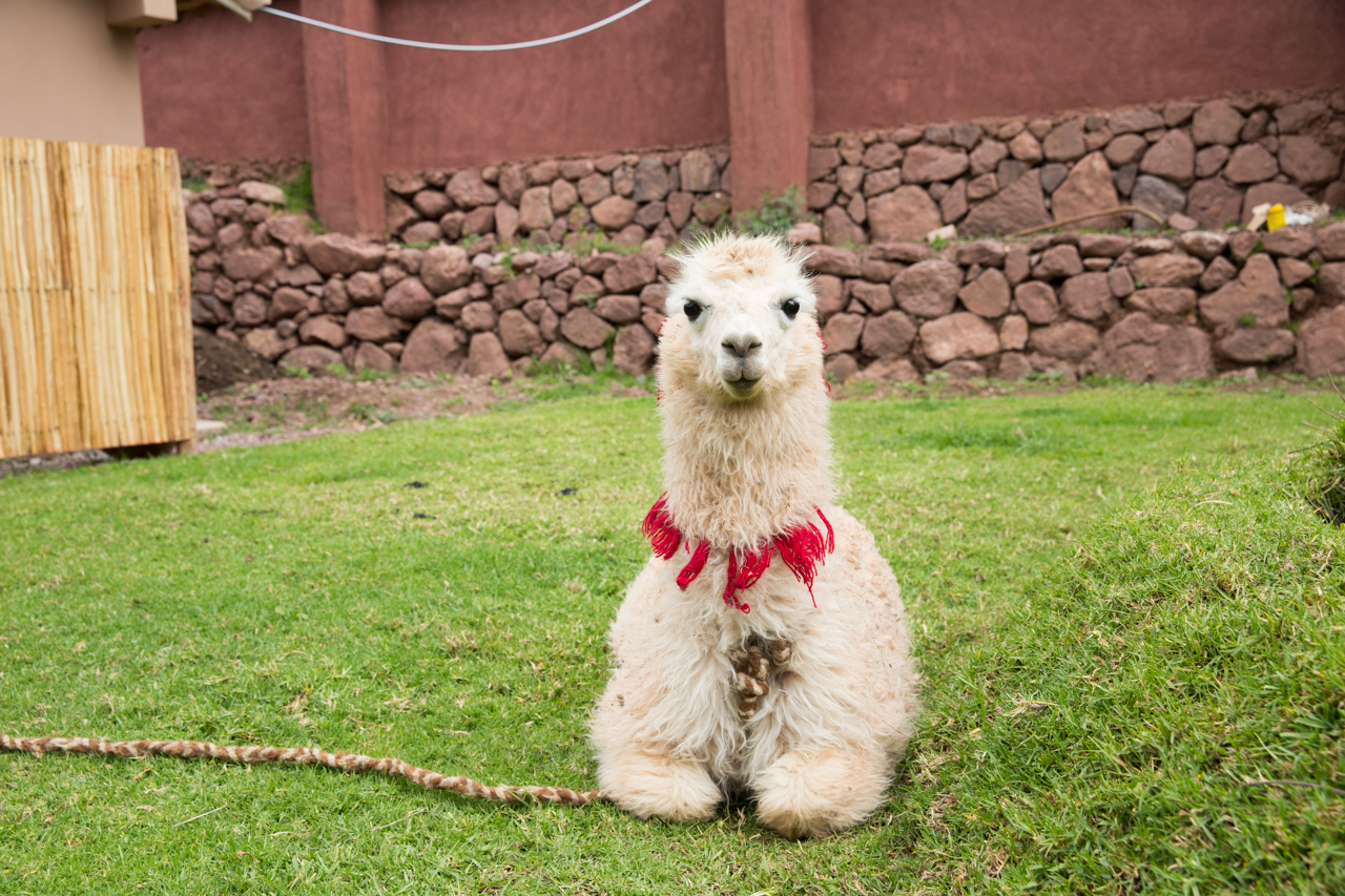 pisac-0310