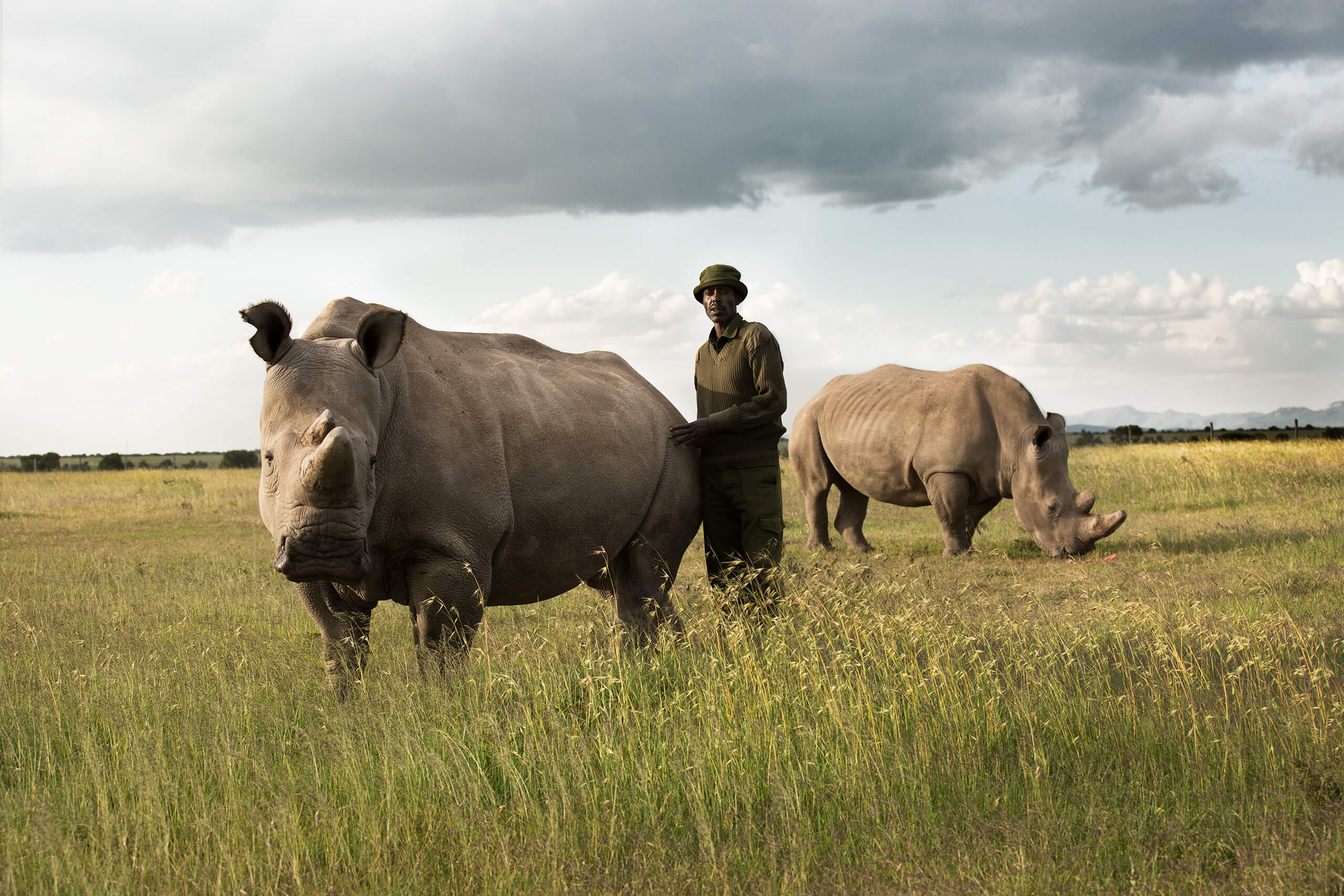 A caretaker at Ol Pejeta standing with Najin, one of the last female northern white rhinos, and Tauwo, a southern white rhino.