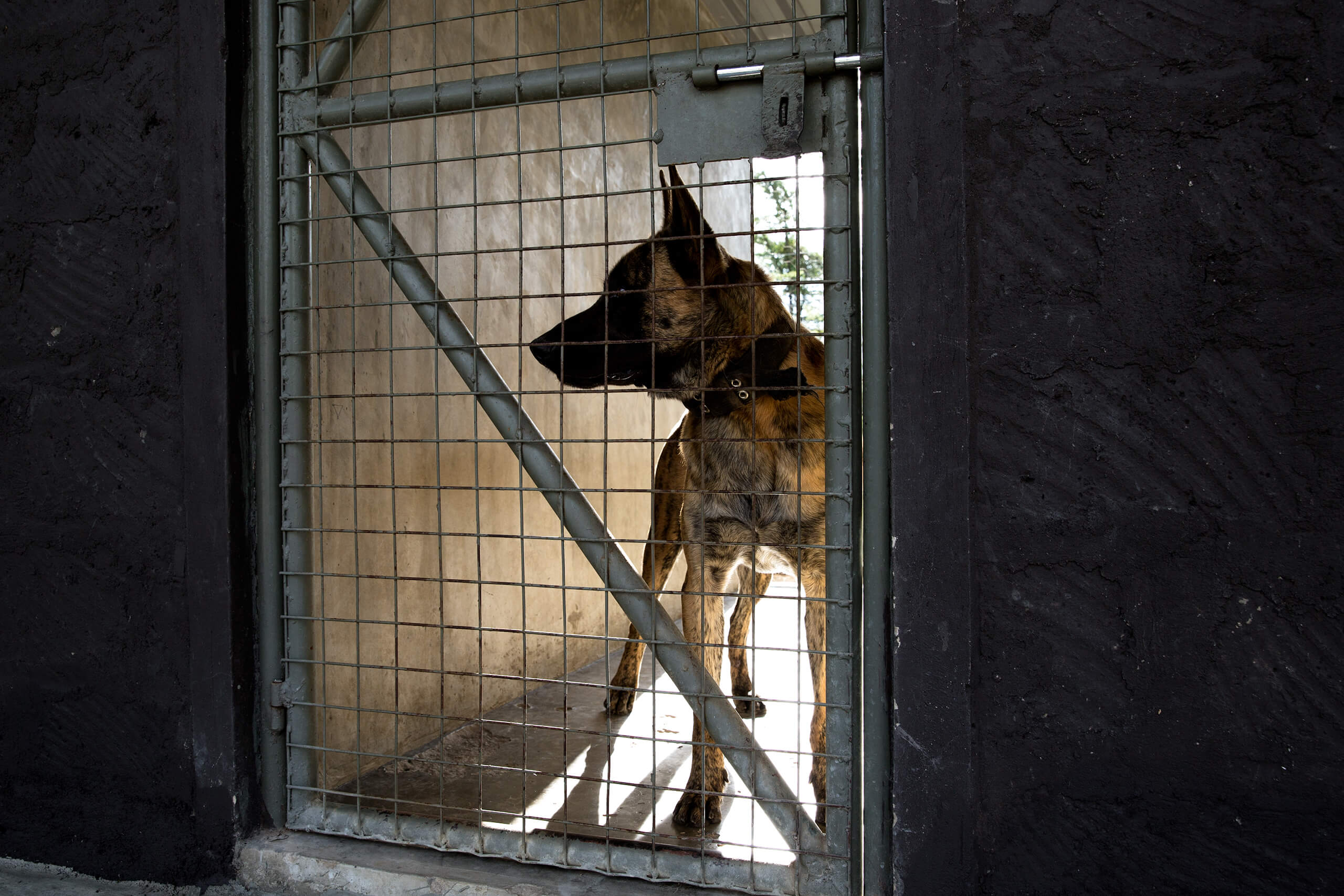 Ol Pejeta Canine Unit