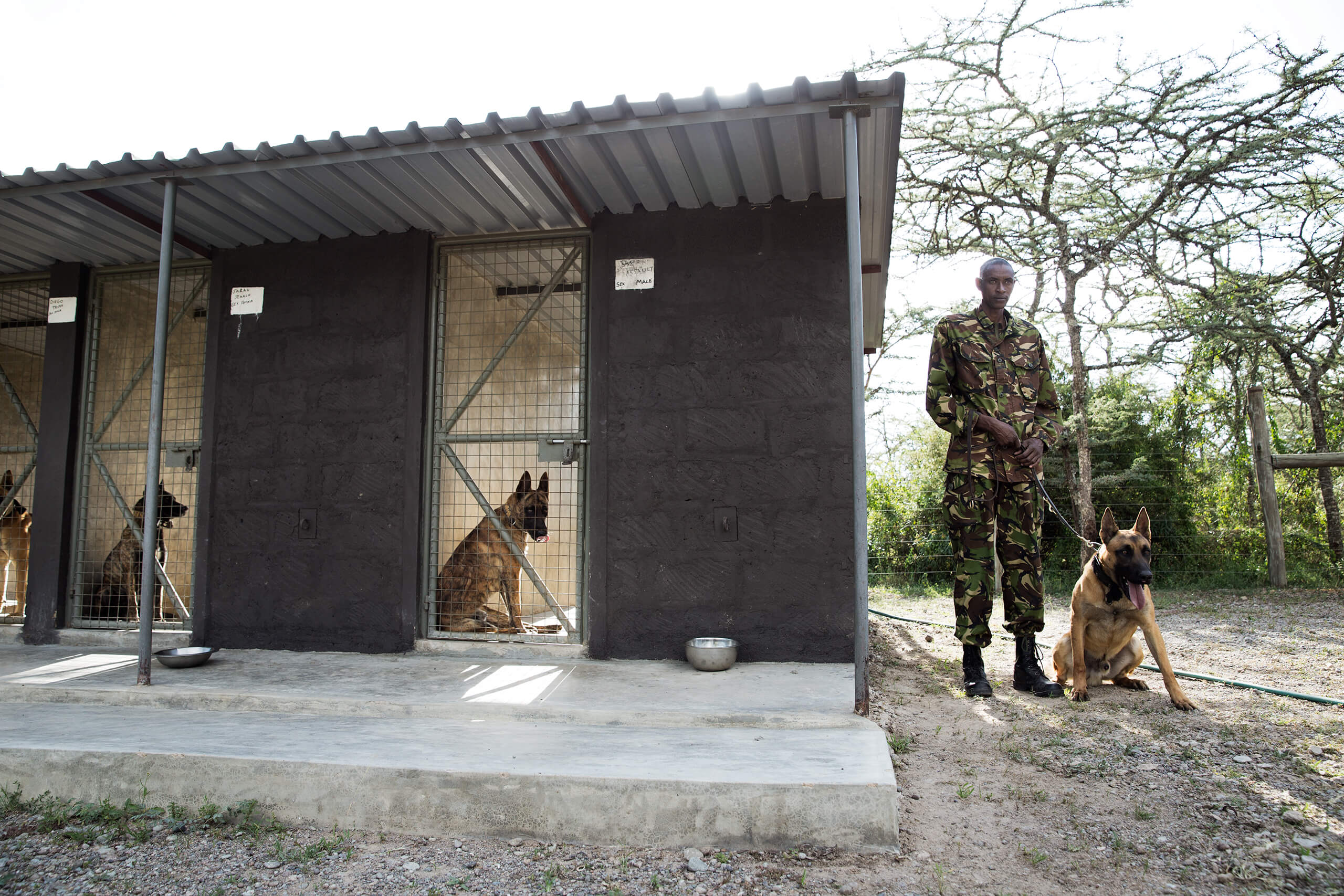 A highly trained dog handler, John Tekeles, with the Belgian Malinois attack dogs at Ol Pejeta.