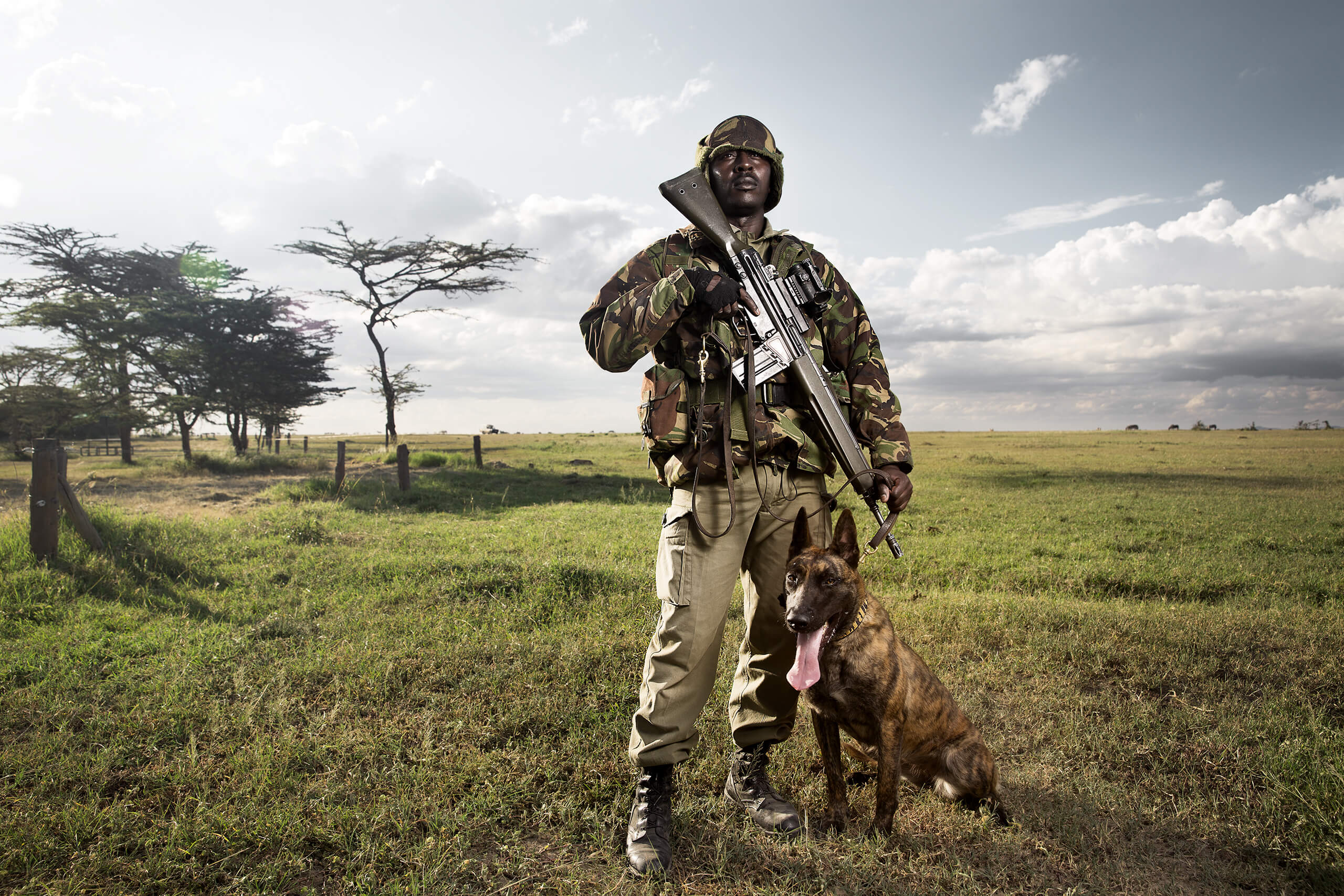 KPR Ranger, Paul Njogu, stands with assault dog, Madison at Ol Pejeta.  In 2015, Madison was donated to Mokomanzi conservancy in Tanzania after one of their dogs died from a snake bite.