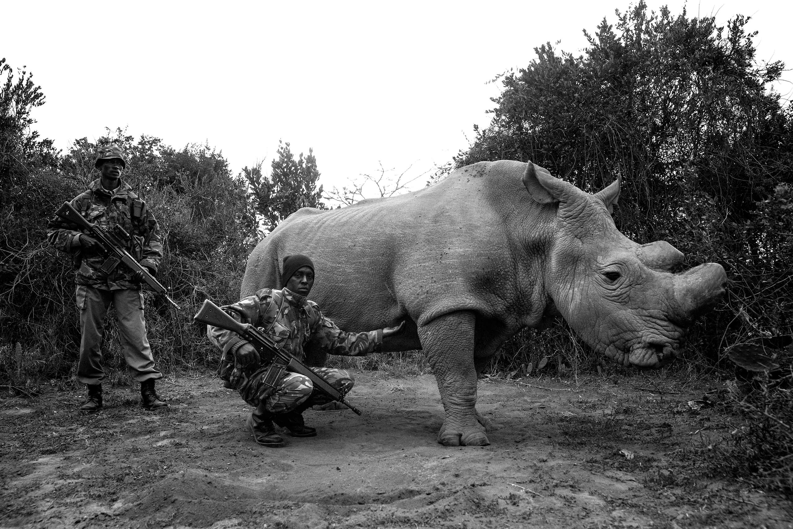 Ol Pejeta has dedicated 24/7 armed security to ensure the safety of the wildlife on the conservancy, especially the last northern white rhinos like Sudan.