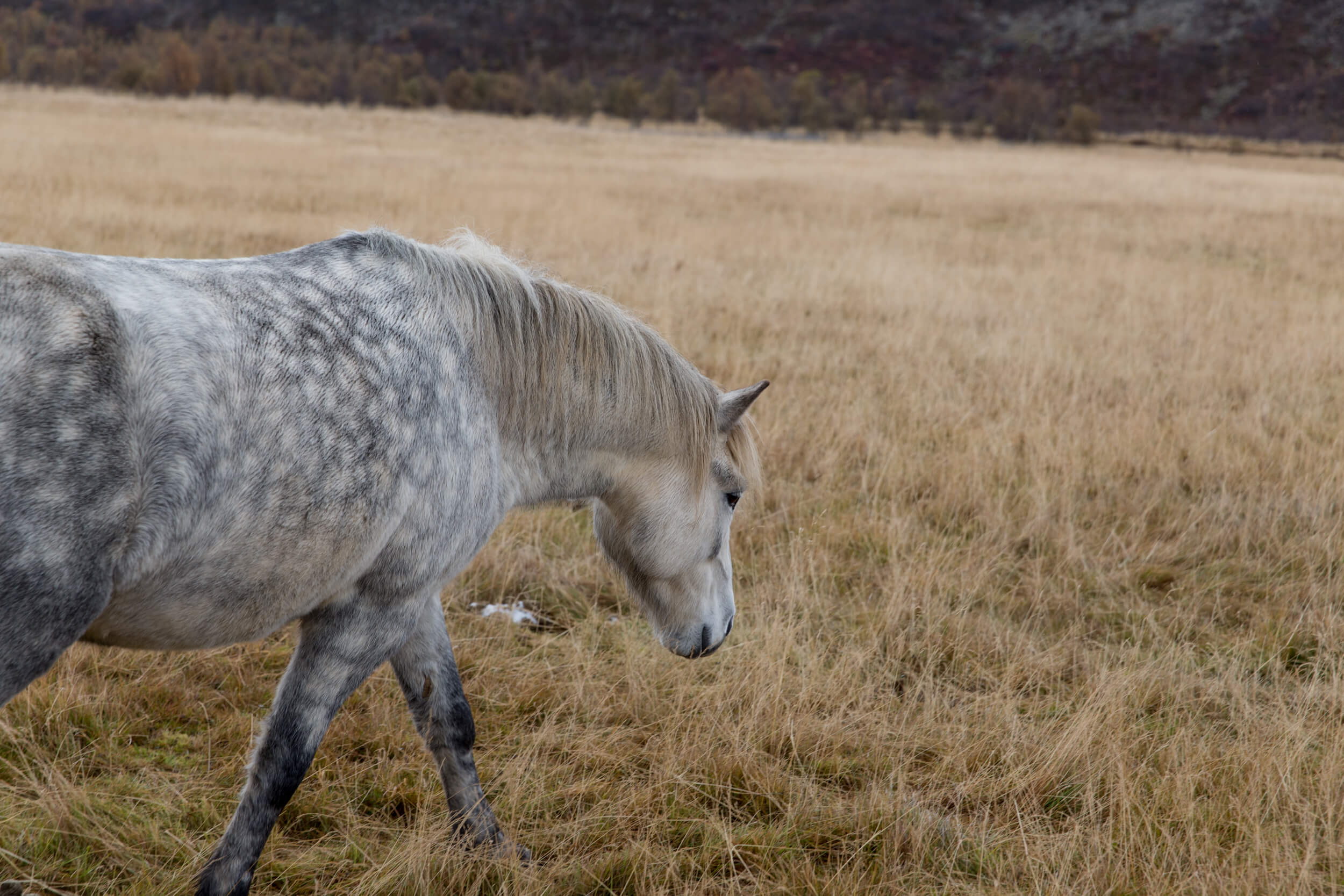 Iceland-138