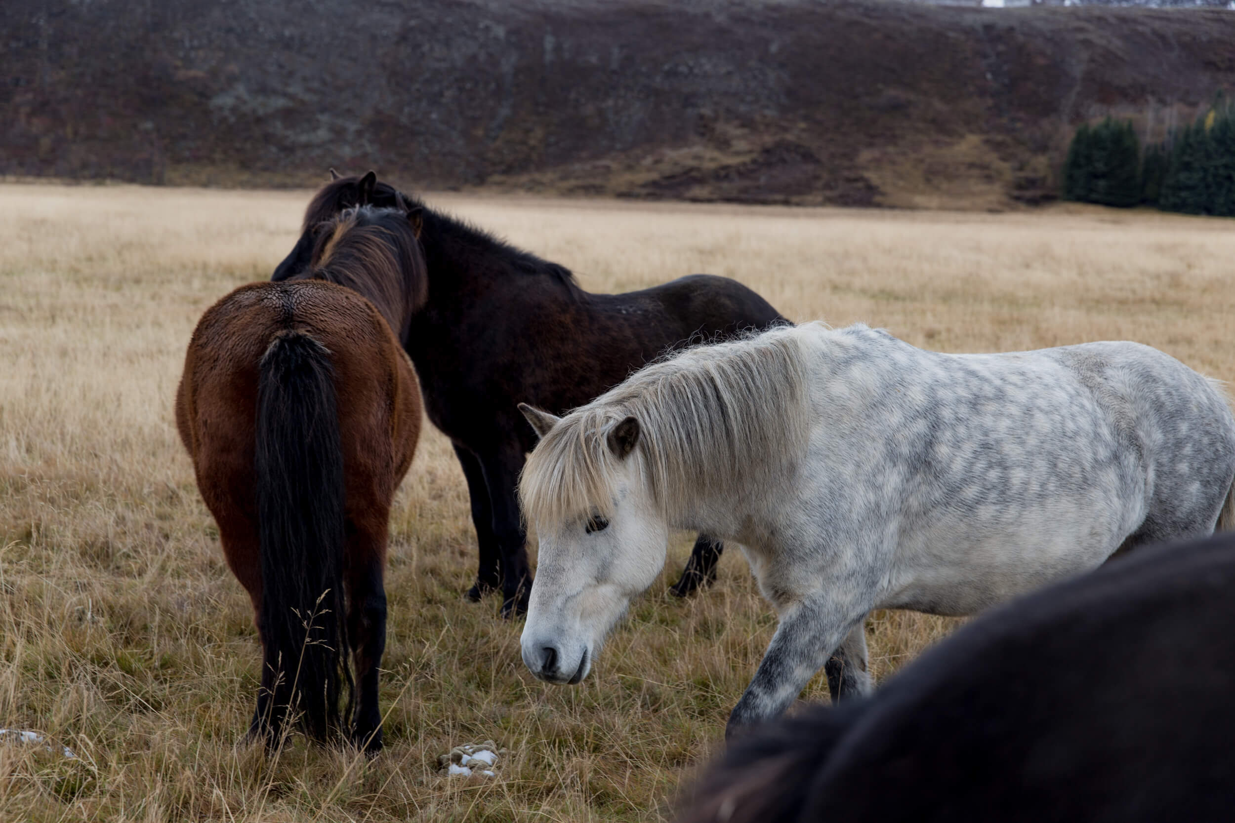 Iceland-139