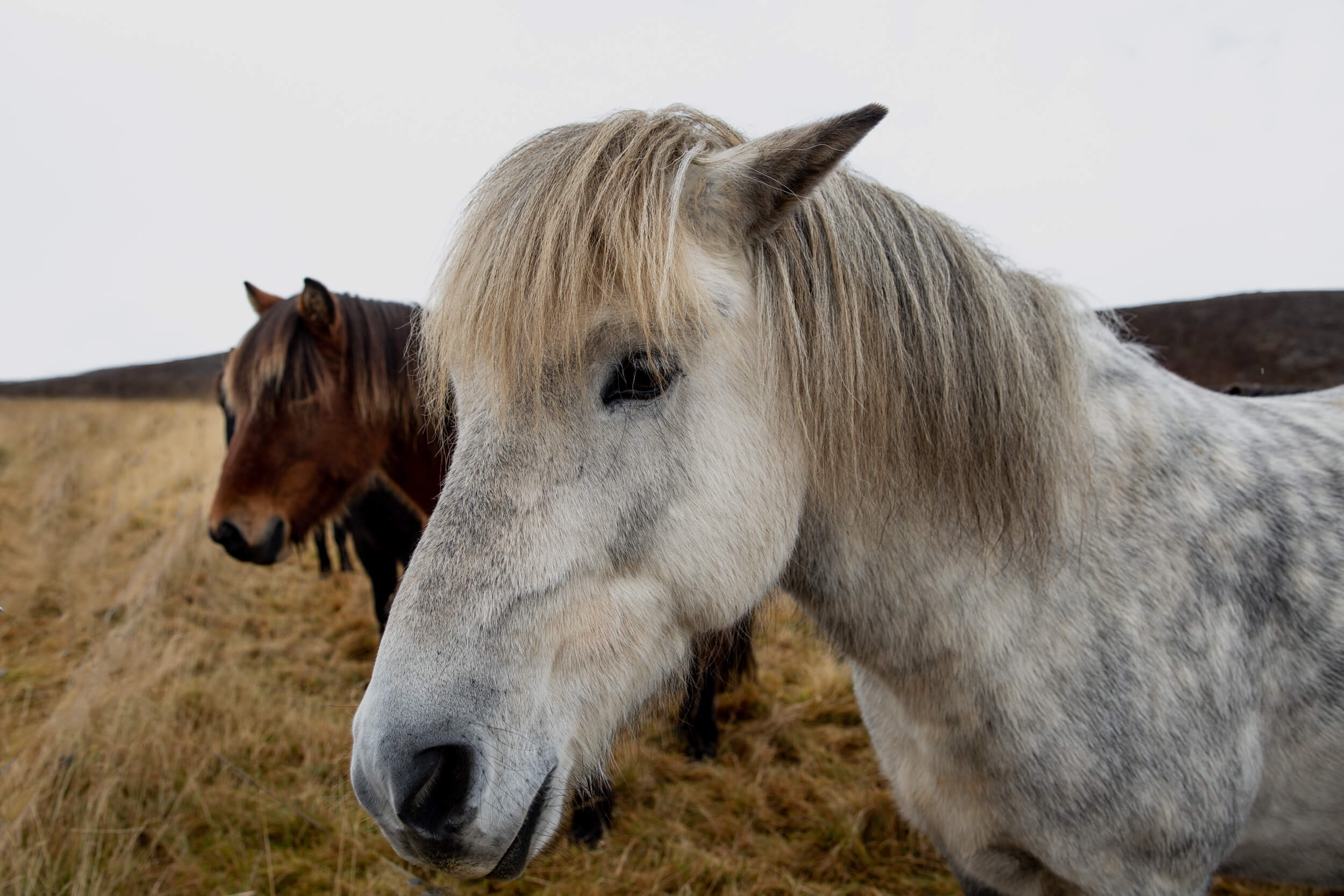 Iceland-143