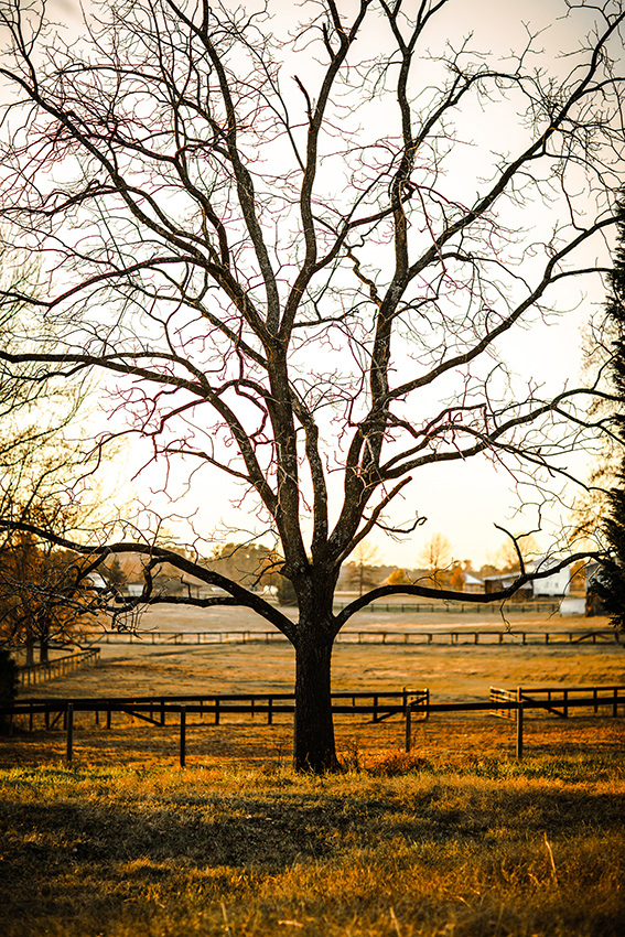 McNair Farms Tree