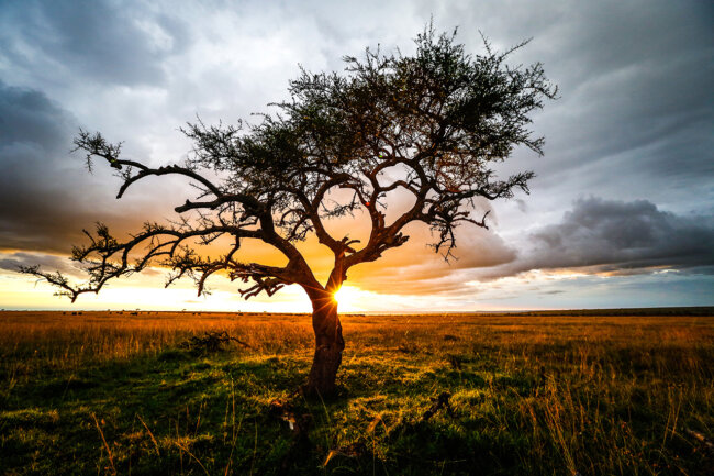 Tree of Life