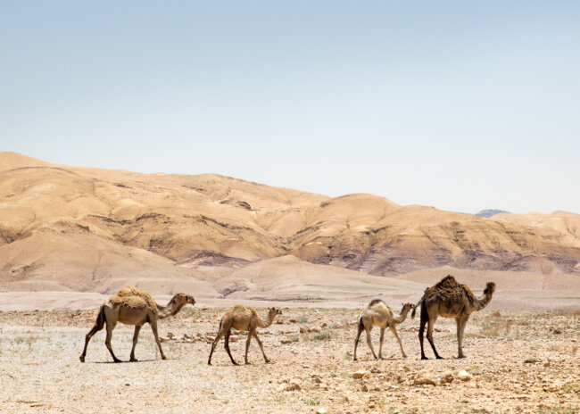 Camels