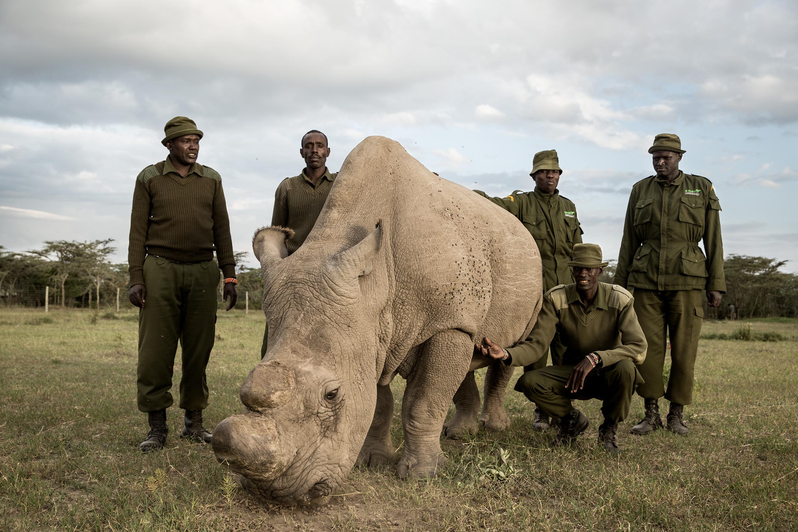 Северные носороги сколько осталось. Судан (носорог). Белый носорог Судан. Наджин белый носорог. Последний Северный белый носорог.