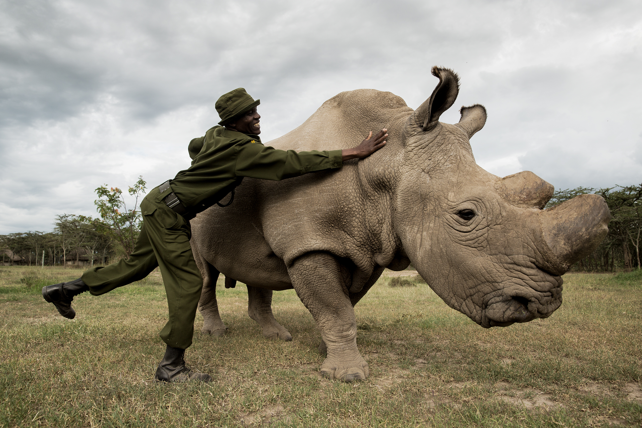 Носорог все выступления. Судан (носорог). Носорог самец. Белый носорог. Носорог смешной.
